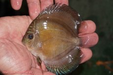 画像1: 【ディスカス】【通販】【激紅必至】紅月改（朱月×紅月）【個体販売】10-11cm（生体）B-HOUSE 倉津氏作出 (1)