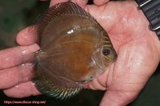 画像2: 【ディスカス】【通販】【激紅必至】紅月改（朱月×紅月）【個体販売】10-11cm（生体）B-HOUSE 倉津氏作出 (2)