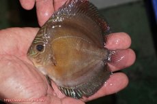 画像1: 【ディスカス】【通販】【激紅必至】紅月改（朱月×紅月）【個体販売】10-11cm（生体）B-HOUSE 倉津氏作出 (1)