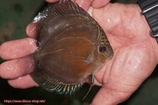 画像2: 【ディスカス】【通販】【激紅必至】紅月改（朱月×紅月）【個体販売】10-11cm（生体）B-HOUSE 倉津氏作出 (2)