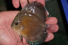 画像1: 【ディスカス】【通販】【激紅必至】紅月改（朱月×紅月）【個体販売】10-11cm（生体）B-HOUSE 倉津氏作出 (1)