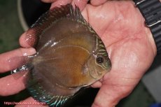 画像2: 【ディスカス】【通販】【激紅必至】紅月改（朱月×紅月）【個体販売】10-11cm（生体）B-HOUSE 倉津氏作出 (2)