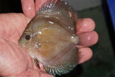 画像1: 【ディスカス】【通販】【激紅必至】紅月改（朱月×紅月）【個体販売】10-11cm（生体）B-HOUSE 倉津氏作出 (1)