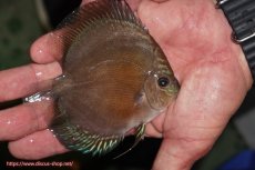 画像2: 【ディスカス】【通販】【激紅必至】紅月改（朱月×紅月）【個体販売】10-11cm（生体）B-HOUSE 倉津氏作出 (2)