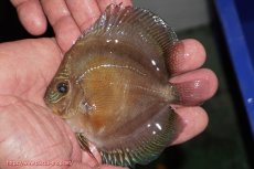 画像1: 【ディスカス】【通販】【激紅必至】紅月改（朱月×紅月）【個体販売】10-11cm（生体）B-HOUSE 倉津氏作出 (1)