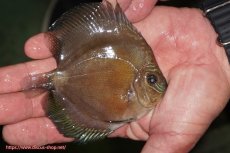 画像2: 【ディスカス】【通販】【激紅必至】紅月改（朱月×紅月）【個体販売】10-11cm（生体）B-HOUSE 倉津氏作出 (2)