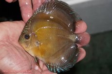 画像1: 【ディスカス】【通販】【激紅必至】紅月改（朱月×紅月）【個体販売】10-11cm（生体）B-HOUSE 倉津氏作出 (1)