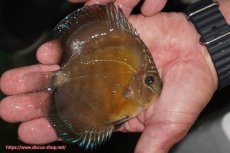 画像2: 【ディスカス】【通販】【激紅必至】紅月改（朱月×紅月）【個体販売】10-11cm（生体）B-HOUSE 倉津氏作出 (2)