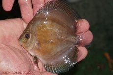 画像1: 【ディスカス】【通販】【激紅必至】紅月改（朱月×紅月）【個体販売】10-11cm（生体）B-HOUSE 倉津氏作出 (1)