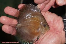 画像2: 【ディスカス】【通販】【激紅必至】紅月改（朱月×紅月）【個体販売】10-11cm（生体）B-HOUSE 倉津氏作出 (2)