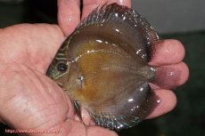 画像1: 【ディスカス】【通販】【激紅必至】紅月改（朱月×紅月）【個体販売】10-11cm（生体）B-HOUSE 倉津氏作出 (1)