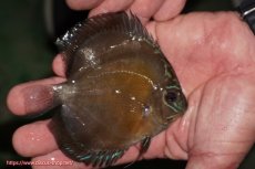 画像2: 【ディスカス】【通販】【激紅必至】紅月改（朱月×紅月）【個体販売】10-11cm（生体）B-HOUSE 倉津氏作出 (2)