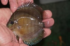 画像1: 【ディスカス】【通販】【激紅必至】紅月改（朱月×紅月）【個体販売】10-11cm（生体）B-HOUSE 倉津氏作出 (1)