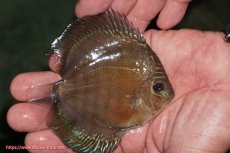 画像2: 【ディスカス】【通販】【激紅必至】紅月改（朱月×紅月）【個体販売】10-11cm（生体）B-HOUSE 倉津氏作出 (2)