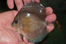 画像1: 【ディスカス】【通販】【激紅必至】紅月改（朱月×紅月）【個体販売】10-11cm（生体）B-HOUSE 倉津氏作出 (1)