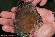 画像2: 【ディスカス】【通販】【激紅必至】紅月改（朱月×紅月）【個体販売】10-11cm（生体）B-HOUSE 倉津氏作出 (2)