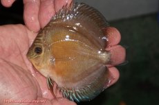 画像1: 【ディスカス】【通販】【激紅必至】紅月改（朱月×紅月）【個体販売】10-11cm（生体）B-HOUSE 倉津氏作出 (1)