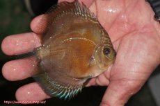 画像2: 【ディスカス】【通販】【激紅必至】紅月改（朱月×紅月）【個体販売】10-11cm（生体）B-HOUSE 倉津氏作出 (2)