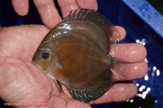 画像1: 【ディスカス】【通販】【激紅必至】紅月改（朱月×紅月）【個体販売】10-11cm（生体）B-HOUSE 倉津氏作出 (1)