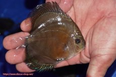 画像2: 【ディスカス】【通販】【激紅必至】紅月改（朱月×紅月）【個体販売】10-11cm（生体）B-HOUSE 倉津氏作出 (2)