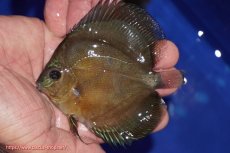 画像1: 【ディスカス】【通販】【激紅必至】紅月改（朱月×紅月）【個体販売】10-11cm（生体）B-HOUSE 倉津氏作出 (1)