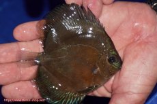 画像2: 【ディスカス】【通販】【激紅必至】紅月改（朱月×紅月）【個体販売】10-11cm（生体）B-HOUSE 倉津氏作出 (2)