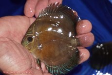 画像1: 【ディスカス】【通販】【激紅必至】紅月改（朱月×紅月）【個体販売】10-11cm（生体）B-HOUSE 倉津氏作出 (1)