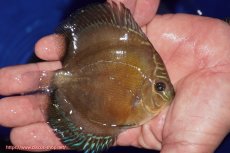 画像2: 【ディスカス】【通販】【激紅必至】紅月改（朱月×紅月）【個体販売】10-11cm（生体）B-HOUSE 倉津氏作出 (2)