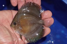 画像1: 【ディスカス】【通販】【激紅必至】紅月改（朱月×紅月）【個体販売】10-11cm（生体）B-HOUSE 倉津氏作出 (1)