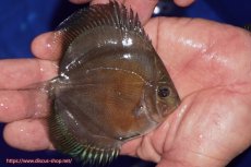 画像2: 【ディスカス】【通販】【激紅必至】紅月改（朱月×紅月）【個体販売】10-11cm（生体）B-HOUSE 倉津氏作出 (2)