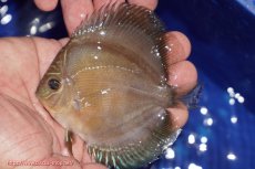 画像1: 【ディスカス】【通販】【激紅必至】紅月改（朱月×紅月）【個体販売】10-11cm（生体）B-HOUSE 倉津氏作出 (1)