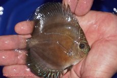 画像2: 【ディスカス】【通販】【激紅必至】紅月改（朱月×紅月）【個体販売】10-11cm（生体）B-HOUSE 倉津氏作出 (2)