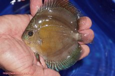 画像1: 【ディスカス】【通販】【激紅必至】紅月改（朱月×紅月）【個体販売】10-11cm（生体）B-HOUSE 倉津氏作出 (1)