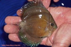 画像2: 【ディスカス】【通販】【激紅必至】紅月改（朱月×紅月）【個体販売】10-11cm（生体）B-HOUSE 倉津氏作出 (2)