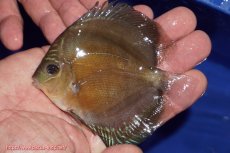 画像1: 【ディスカス】【通販】【激紅必至】紅月改（朱月×紅月）【個体販売】10-11cm（生体）B-HOUSE 倉津氏作出 (1)