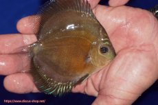 画像2: 【ディスカス】【通販】【激紅必至】紅月改（朱月×紅月）【個体販売】10-11cm（生体）B-HOUSE 倉津氏作出 (2)