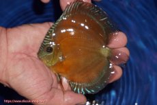 画像1: 【ディスカス】【通販】【限定特価商品】【激紅必至　証明書付き】紅月改（ウルトラグレード朱月♂×ウルトラグレード紅月♀）【個体販売】10-11cm（生体）B-HOUSE 倉津氏作出 (1)