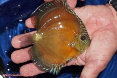 画像2: 【ディスカス】【通販】【限定特価商品】【激紅必至　証明書付き】紅月改（ウルトラグレード朱月♂×ウルトラグレード紅月♀）【個体販売】10-11cm（生体）B-HOUSE 倉津氏作出 (2)