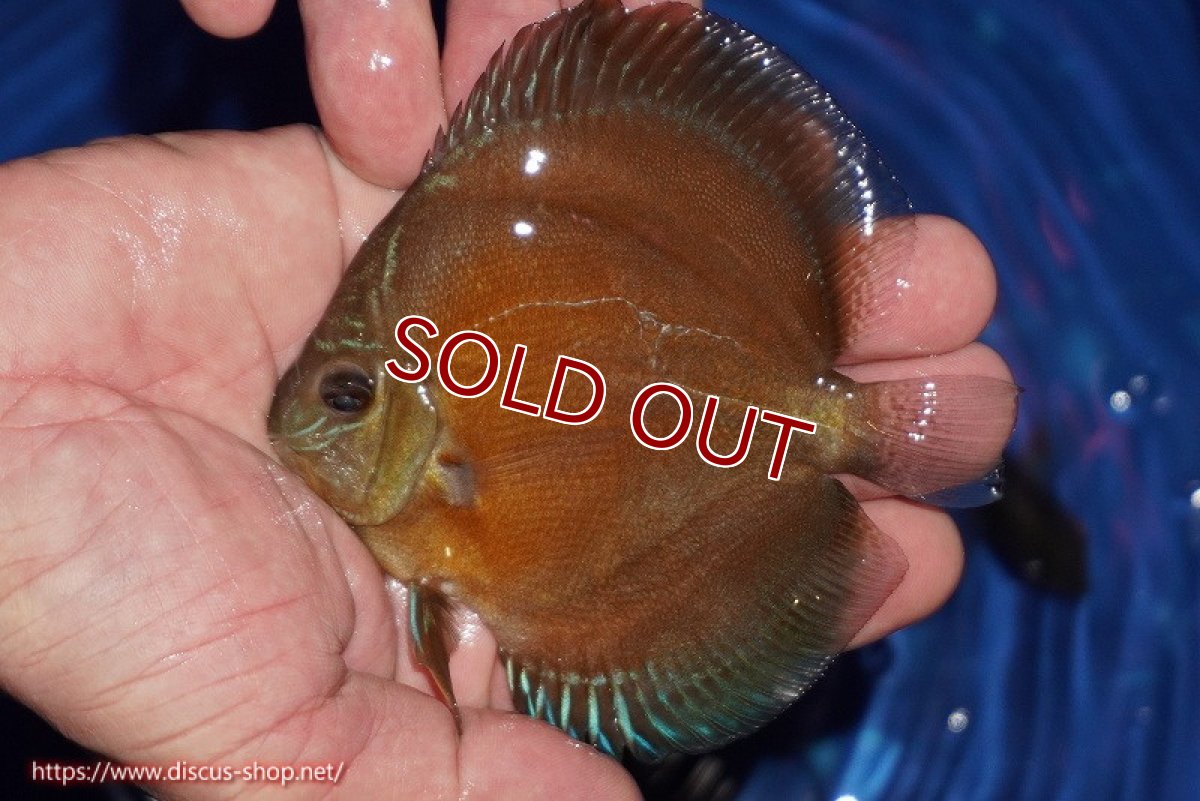 画像1: 【ディスカス】【通販】【限定特価商品】【激紅必至　証明書付き】紅月改（ウルトラグレード朱月♂×ウルトラグレード紅月♀）【個体販売】10-11cm（生体）B-HOUSE 倉津氏作出 (1)