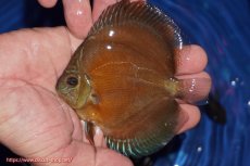 画像1: 【ディスカス】【通販】【限定特価商品】【激紅必至　証明書付き】紅月改（ウルトラグレード朱月♂×ウルトラグレード紅月♀）【個体販売】10-11cm（生体）B-HOUSE 倉津氏作出 (1)