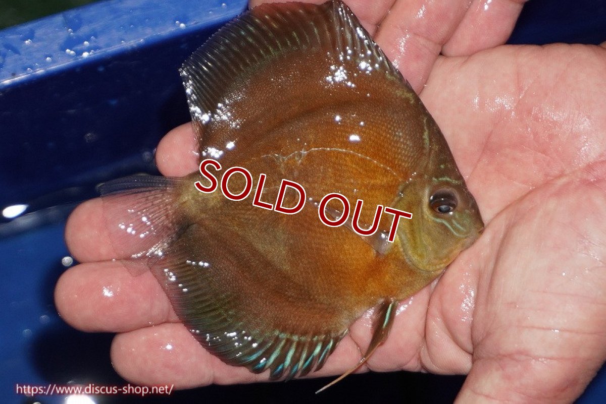 画像2: 【ディスカス】【通販】【限定特価商品】【激紅必至　証明書付き】紅月改（ウルトラグレード朱月♂×ウルトラグレード紅月♀）【個体販売】10-11cm（生体）B-HOUSE 倉津氏作出 (2)