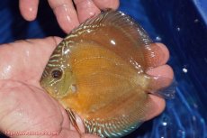 画像1: 【ディスカス】【通販】【限定特価商品】【激紅必至　証明書付き】紅月改（ウルトラグレード朱月♂×ウルトラグレード紅月♀）【個体販売】10-11cm（生体）B-HOUSE 倉津氏作出 (1)