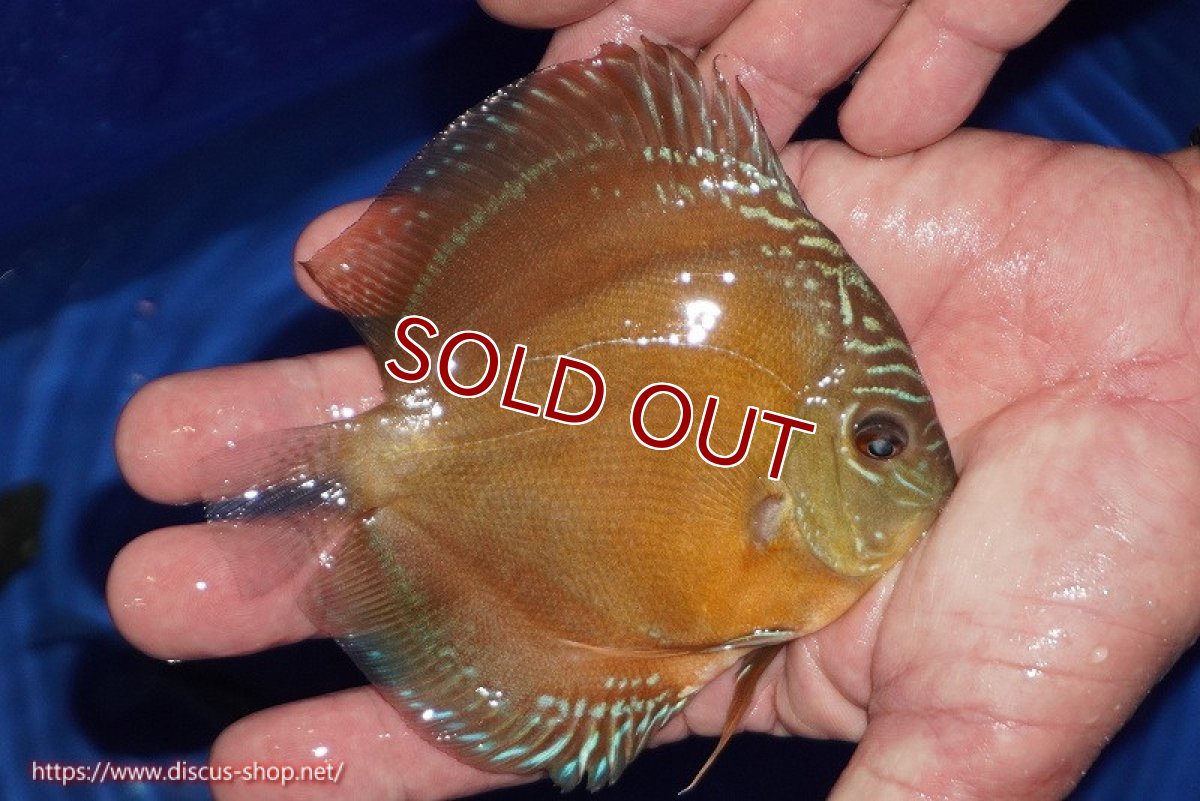 画像2: 【ディスカス】【通販】【限定特価商品】【激紅必至　証明書付き】紅月改（ウルトラグレード朱月♂×ウルトラグレード紅月♀）【個体販売】10-11cm（生体）B-HOUSE 倉津氏作出 (2)