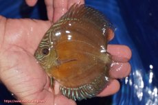 画像1: 【ディスカス】【通販】【限定特価商品】【激紅必至　証明書付き】紅月改（ウルトラグレード朱月♂×ウルトラグレード紅月♀）【個体販売】10-11cm（生体）B-HOUSE 倉津氏作出 (1)