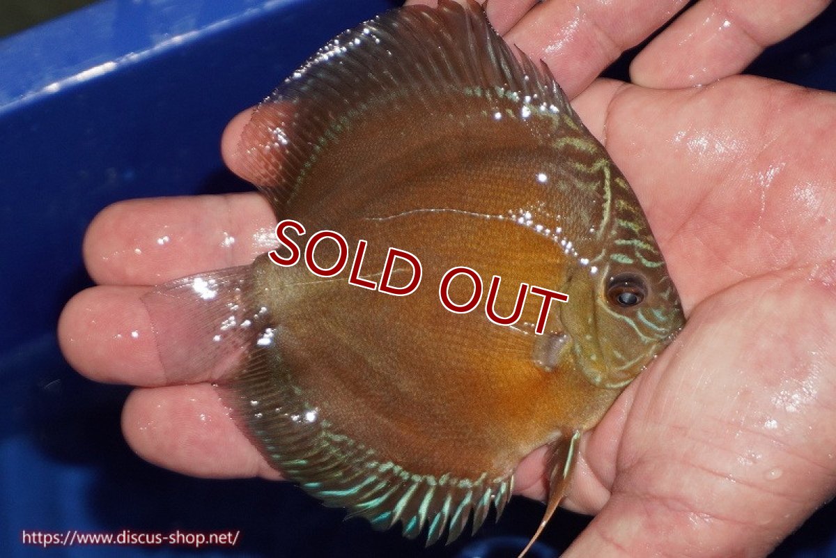 画像2: 【ディスカス】【通販】【限定特価商品】【激紅必至　証明書付き】紅月改（ウルトラグレード朱月♂×ウルトラグレード紅月♀）【個体販売】10-11cm（生体）B-HOUSE 倉津氏作出 (2)