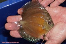 画像2: 【ディスカス】【通販】【限定特価商品】【激紅必至　証明書付き】紅月改（ウルトラグレード朱月♂×ウルトラグレード紅月♀）【個体販売】10-11cm（生体）B-HOUSE 倉津氏作出 (2)