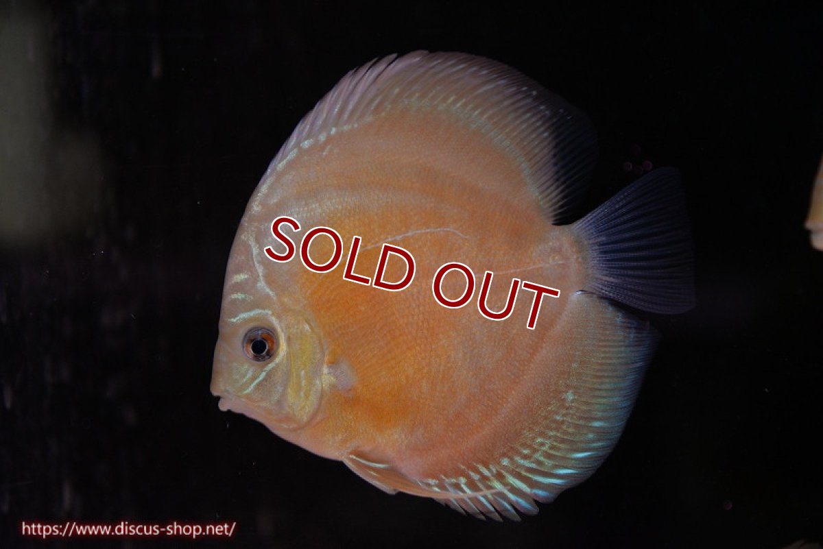 画像1: 【ディスカス】【通販】【限定特価商品】【激紅必至　証明書付き】紅月改（ウルトラグレード朱月♂×ウルトラグレード紅月♀）【個体販売】10-11cm（生体）B-HOUSE 倉津氏作出 (1)