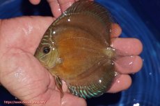 画像1: 【ディスカス】【通販】【限定特価商品】【激紅必至　証明書付き】紅月改（ウルトラグレード朱月♂×ウルトラグレード紅月♀）【個体販売】10-11cm（生体）B-HOUSE 倉津氏作出 (1)