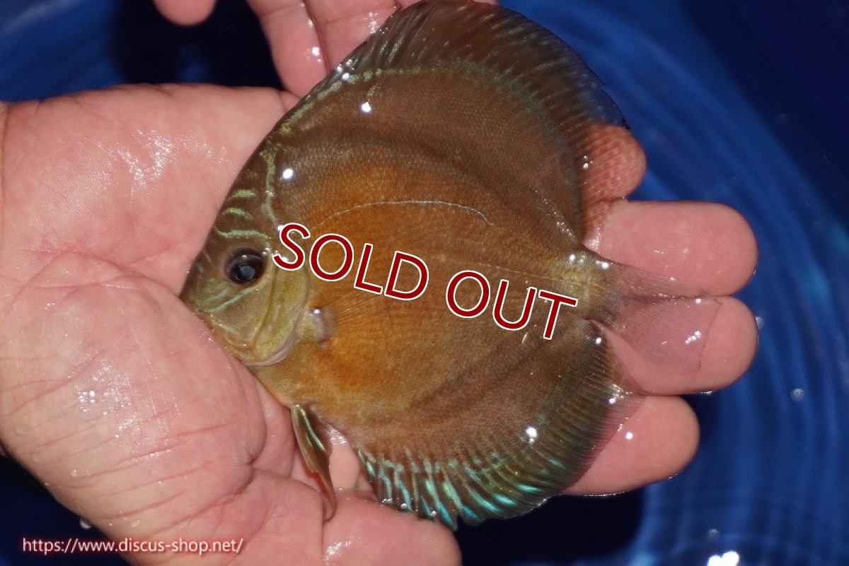 画像2: 【ディスカス】【通販】【限定特価商品】【激紅必至　証明書付き】紅月改（ウルトラグレード朱月♂×ウルトラグレード紅月♀）【個体販売】10-11cm（生体）B-HOUSE 倉津氏作出 (2)