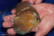 画像2: 【ディスカス】【通販】【限定特価商品】【激紅必至　証明書付き】紅月改（ウルトラグレード朱月♂×ウルトラグレード紅月♀）【個体販売】10-11cm（生体）B-HOUSE 倉津氏作出 (2)